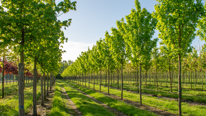 Acer x freemanii 'Armstrong' hoogstam