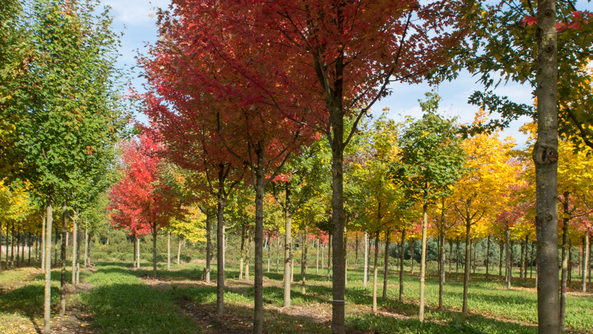 Acer x freemanii 'Armstrong' haute tige