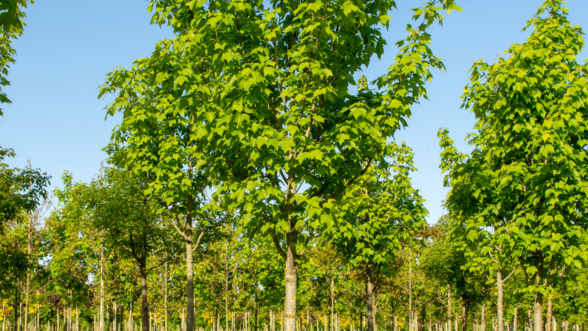 Acer x freemanii 'Armstrong' hoogstam