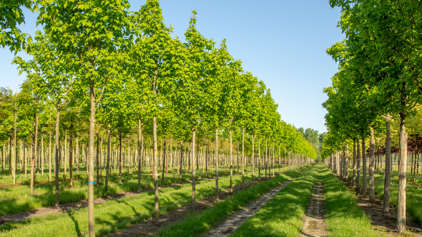 Acer x freemanii 'Armstrong' hoogstam
