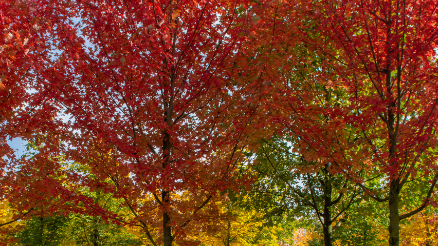 Acer x freemanii 'Armstrong' hoogstam