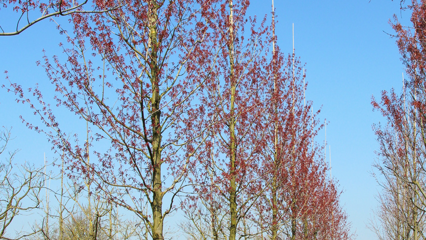 Acer x freemanii 'Armstrong' hoogstam