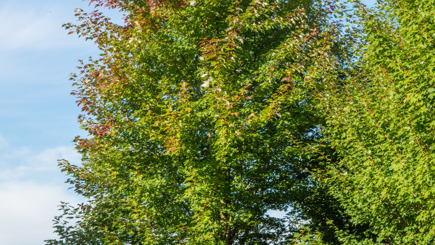 Acer x freemanii 'Armstrong' hoogstam