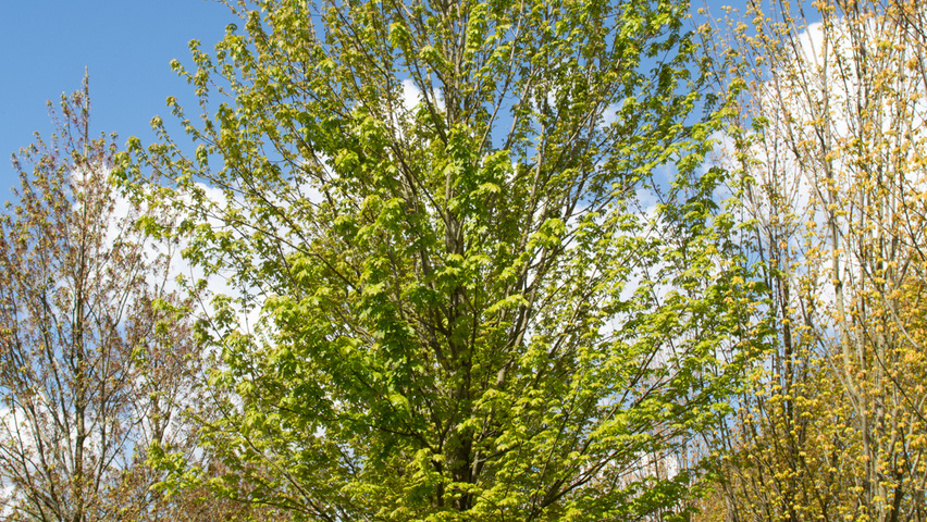 Acer x freemanii 'Armstrong' hoogstam