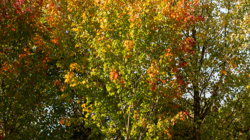 Acer x freemanii 'Armstrong' hoogstam