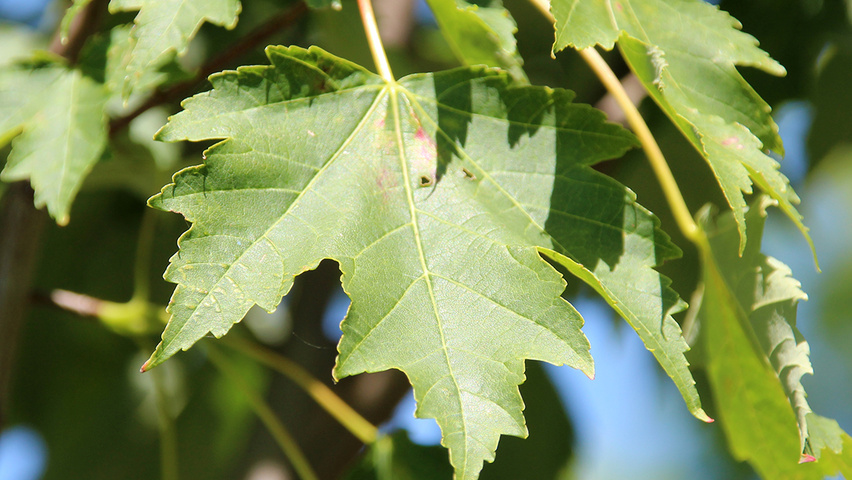 Acer x freemanii 'Armstrong' Feuilles