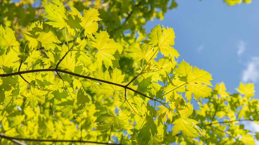 Acer x freemanii 'Armstrong' blad