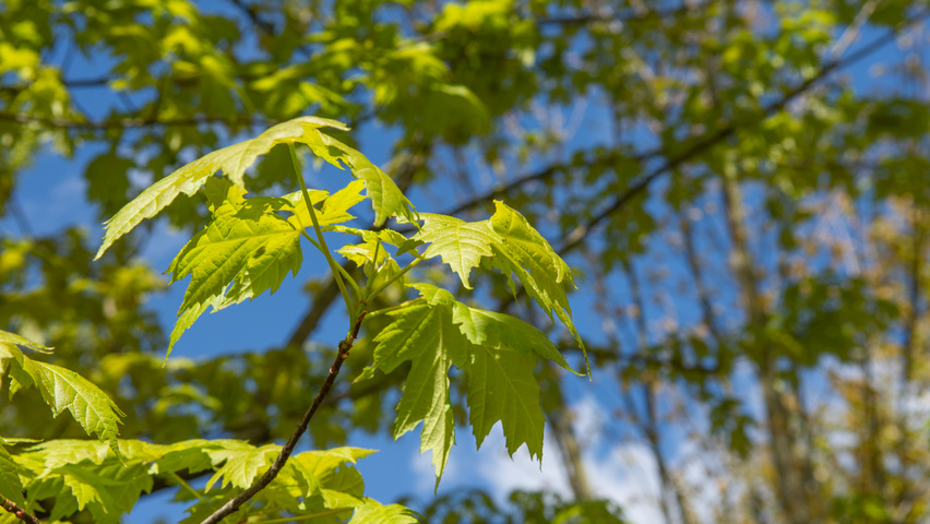 Acer x freemanii 'Armstrong' blad