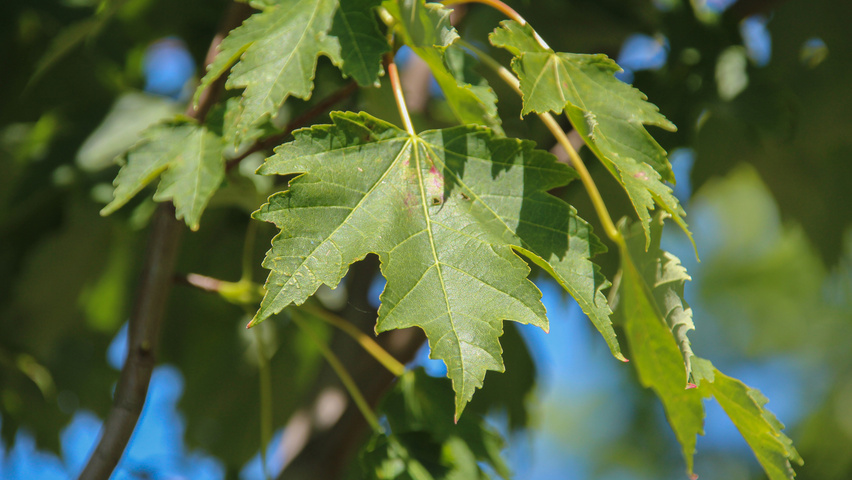 Acer x freemanii 'Armstrong' blad