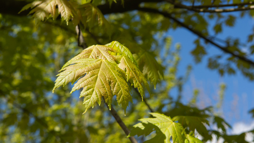 Acer x freemanii 'Armstrong' blad