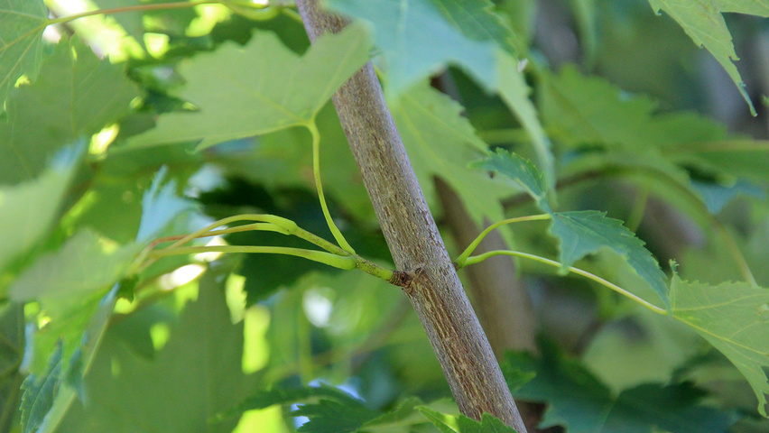 Acer x freemanii 'Armstrong' rameaux