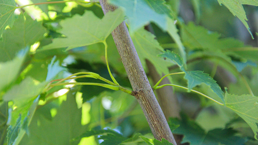 Acer x freemanii 'Armstrong' twijgen