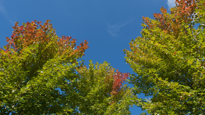Acer x freemanii 'Armstrong Two' autumn leaves