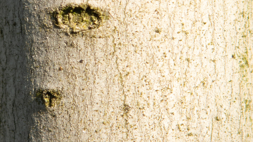 Acer x freemanii 'Armstrong Two' bark