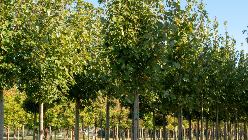 Acer x freemanii 'Armstrong Two' standard tree