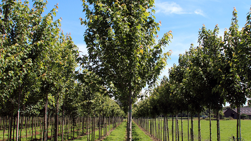Acer x freemanii 'Armstrong Two' standard tree