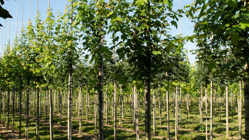 Acer x freemanii 'Armstrong Two' standard tree