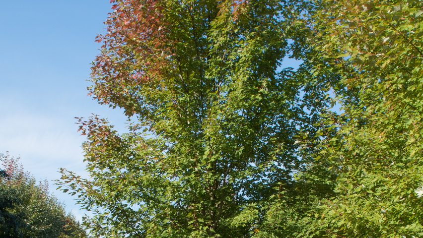 Acer x freemanii 'Armstrong Two' standard tree