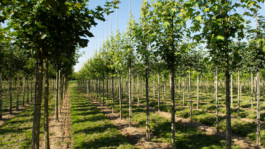 Acer x freemanii 'Armstrong Two' standard tree