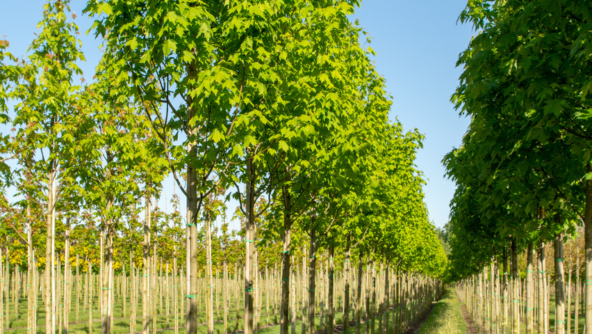 Acer x freemanii 'Armstrong Two' standard tree