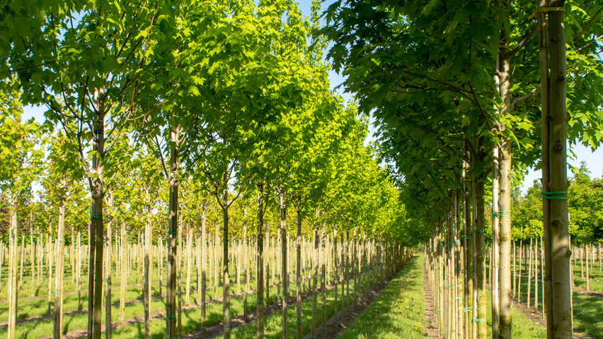 Acer x freemanii 'Armstrong Two' standard tree