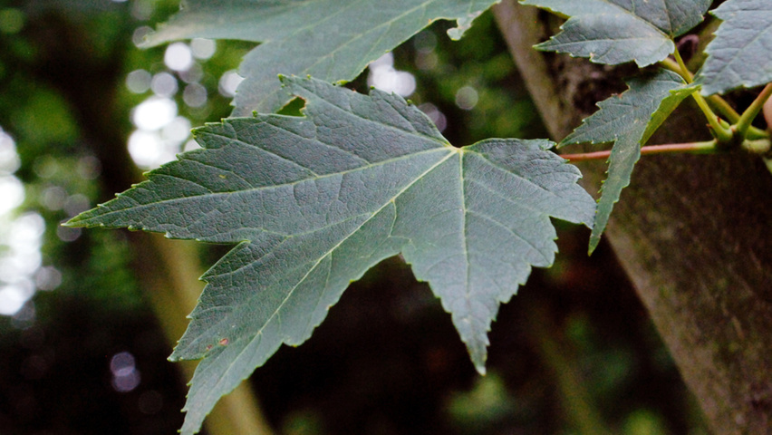 Acer x freemanii 'Armstrong Two' leaves