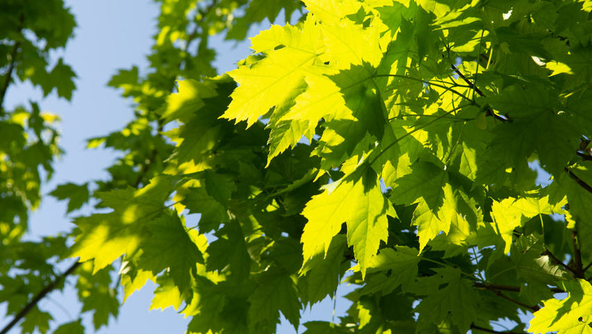 Acer x freemanii 'Armstrong Two' leaves