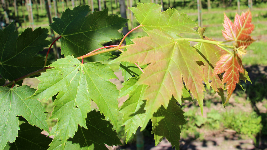 Acer x freemanii 'Armstrong Two' leaves