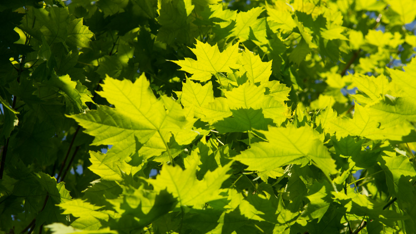Acer x freemanii 'Armstrong Two' leaves