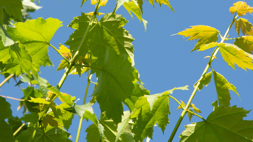 Acer x freemanii 'Armstrong Two' leaves