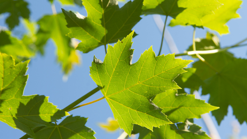 Acer x freemanii 'Armstrong Two' leaves