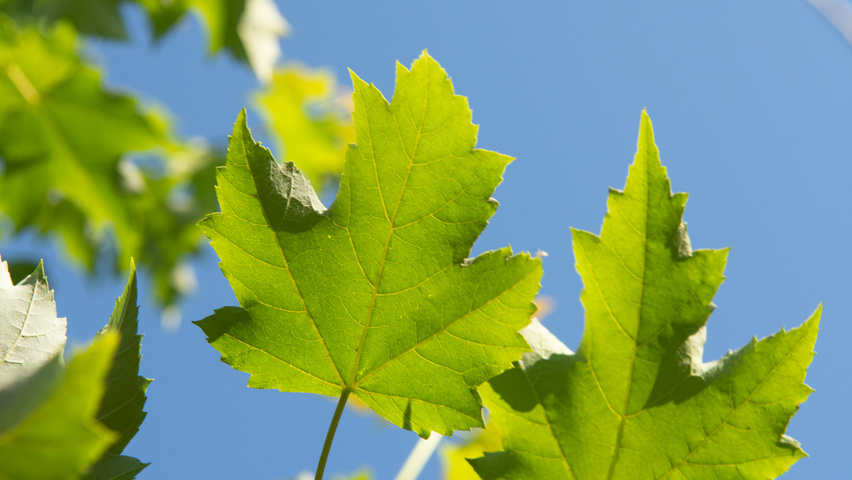 Acer x freemanii 'Armstrong Two' leaves