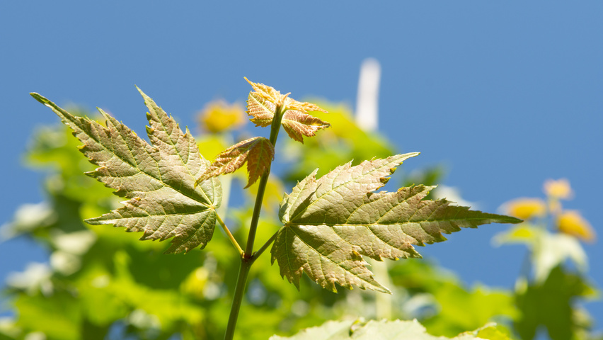 Acer x freemanii 'Armstrong Two' leaves