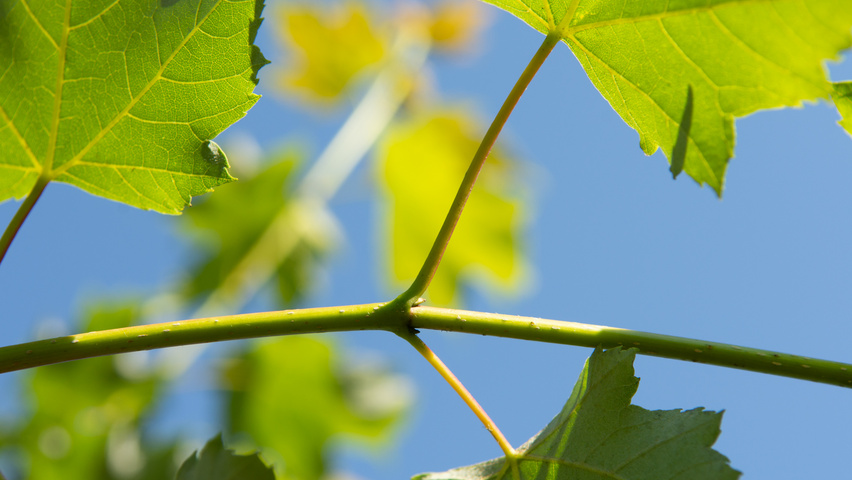 Acer x freemanii 'Armstrong Two' twigs