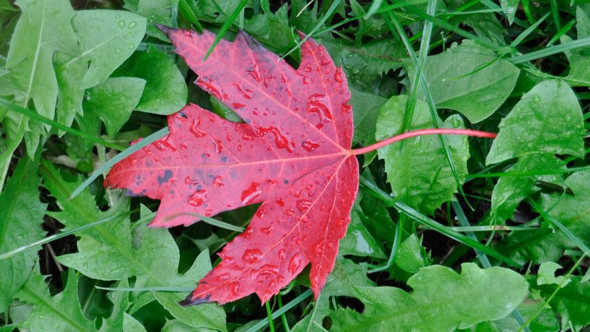 Acer x freemanii AUTUMN BLAZE  herfstblad