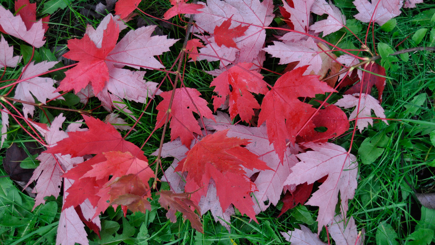 Acer x freemanii AUTUMN BLAZE  herfstblad