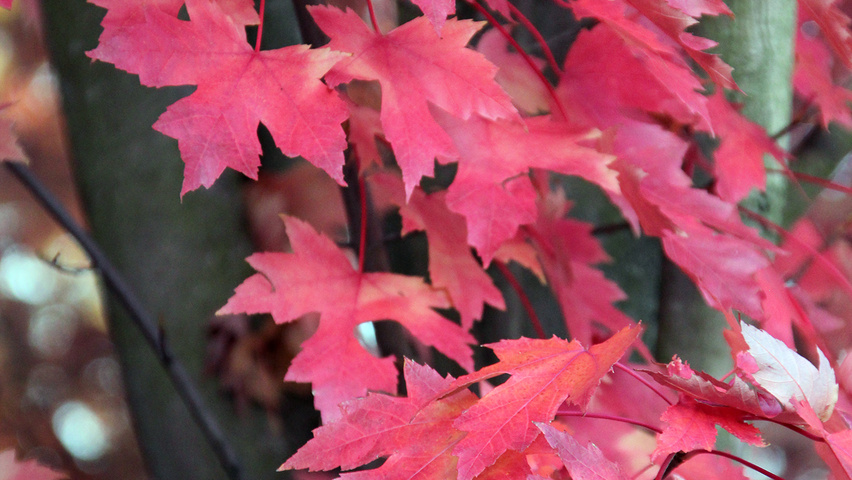 Acer x freemanii 'Jeffersred' herfstblad