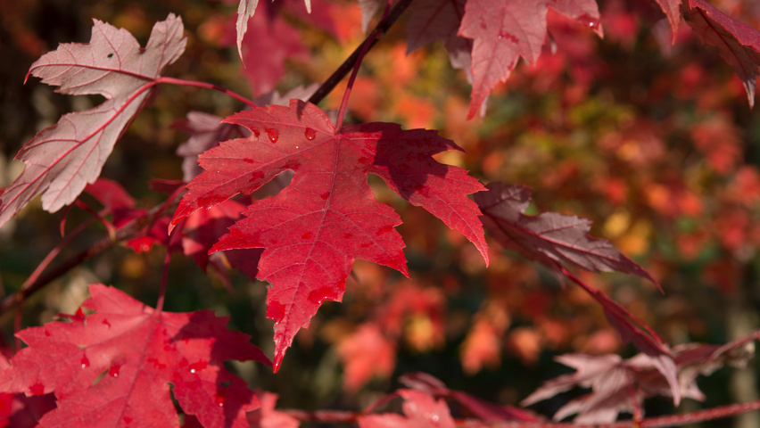 Acer x freemanii AUTUMN BLAZE  herfstblad