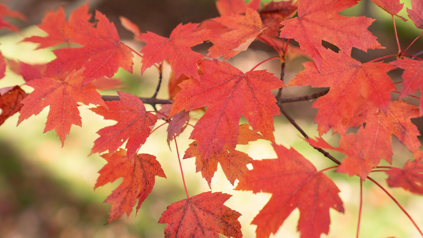 Acer x freemanii AUTUMN BLAZE  herfstblad