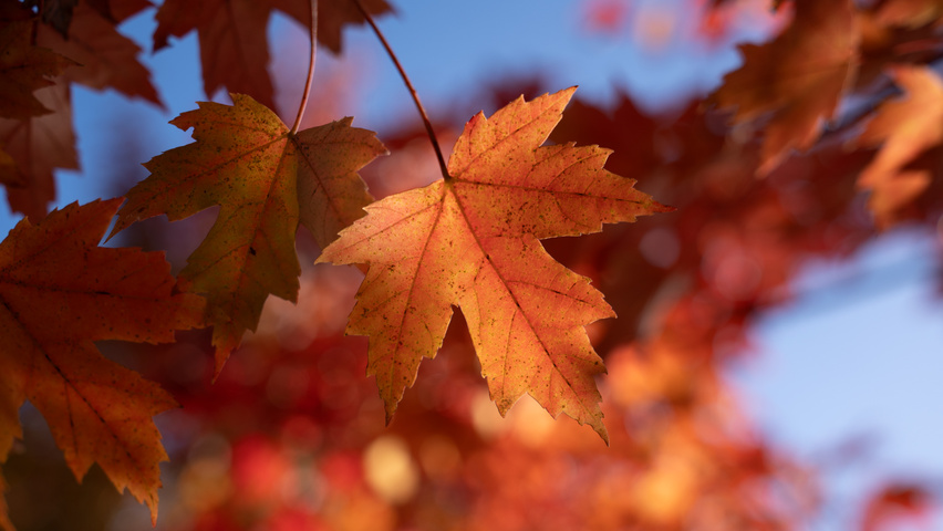 Acer x freemanii AUTUMN BLAZE  herfstblad