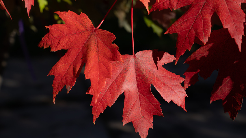 Acer x freemanii AUTUMN BLAZE  herfstblad