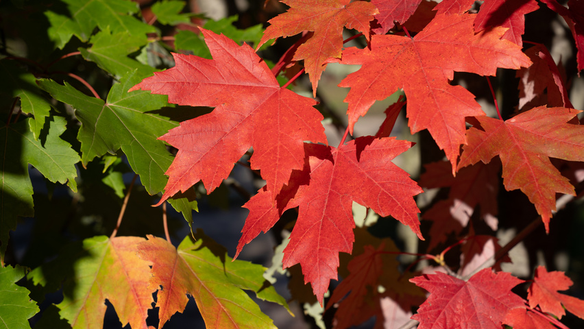 Acer x freemanii AUTUMN BLAZE  herfstblad