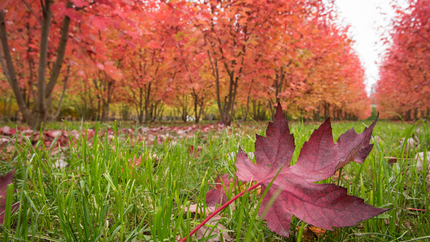 Acer x freemanii AUTUMN BLAZE  herfstblad