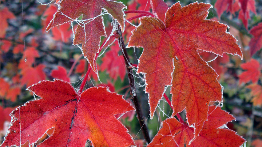 Acer x freemanii AUTUMN BLAZE  herfstblad
