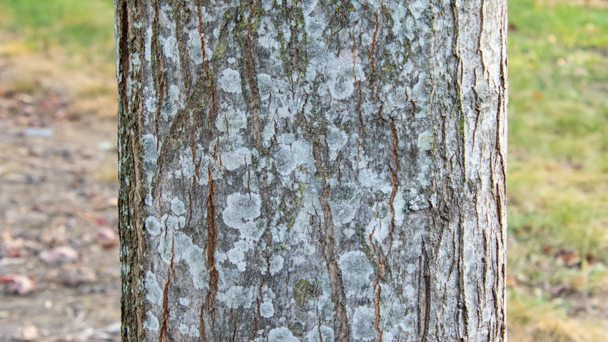 Acer x freemanii AUTUMN BLAZE  bast