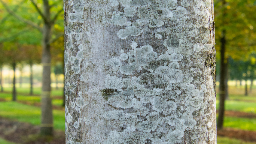 Acer x freemanii AUTUMN BLAZE  bast