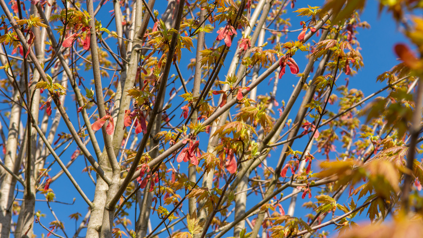Acer x freemanii AUTUMN BLAZE  vrucht
