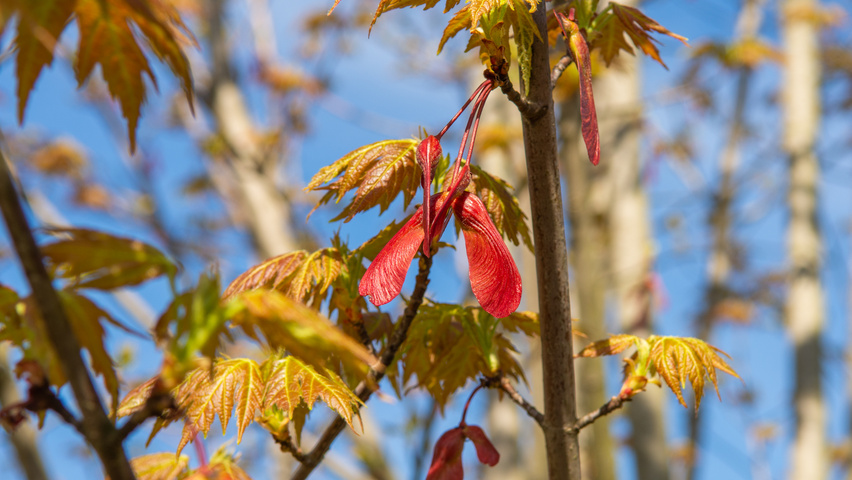 Acer x freemanii AUTUMN BLAZE  vrucht