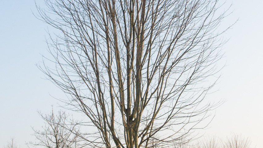 Acer x freemanii AUTUMN BLAZE  hoogstam