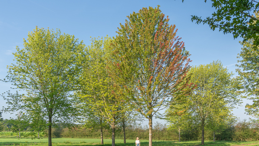 Acer x freemanii AUTUMN BLAZE  hoogstam